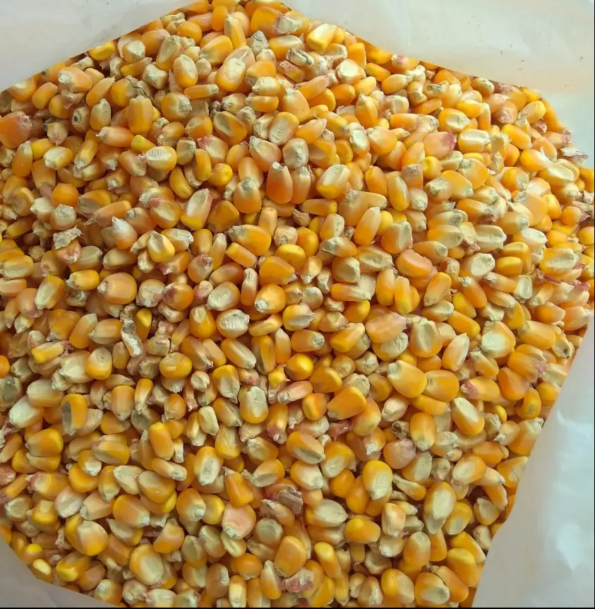 Großhandel Lieferung und Export bester Preis hochwertige gelbe Mais für die Herstellung von Tierenfutter in Indien