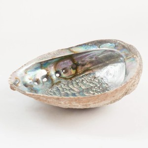 เปลือกหอยเป๋าฮื้อ Paua สีขาวฟ้าเขียว,ชุดอุปกรณ์สำหรับงานหัตถกรรมและปัญญาชน - Product Image 2
