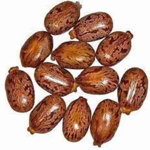 Hint üreticileri tedarik gıda sınıfı hint tohumları lider hint ihracatçıları tarafından ihracat için davul paketlenmiş vahşi ekili toplu - Product Image 1