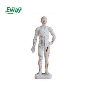 نموذج العلوم الطبية للوخز بالإبر البشري النموذج التعليمي للمدرسة أو المستشفى - Product Image 1