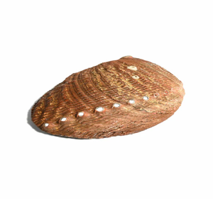 Doğal güney afrika Abalone kabuk leke kase Seashell tütsü brülör standart Abalone kabukları hint ucuz fiyatlarla - Product Image 2