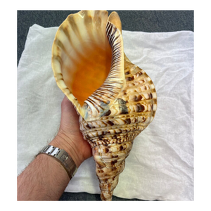 Premium Rare Snail <strong>Shell</strong> - Trumpet Charonis Tritonis Snail <strong>Shells</strong> for Aquarium Use With Best Price From Vietnam - Product Image 5