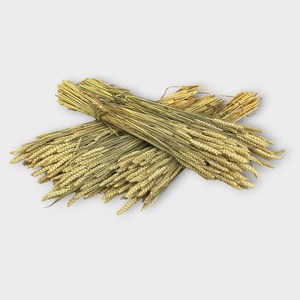 <strong>Fresh</strong> harvested <strong>wheat</strong> with low moisture content for flour production and export with customizable packaging