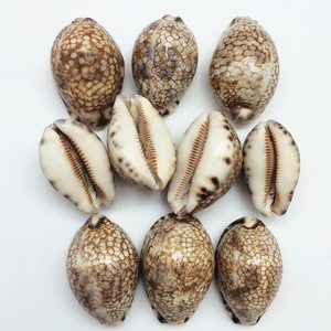 Toptan cowrie kabukları satılık el sanatları ve takı yapımı için doğal okyanus cowry deniz kabukları çeşitli türleri - Product Image 1