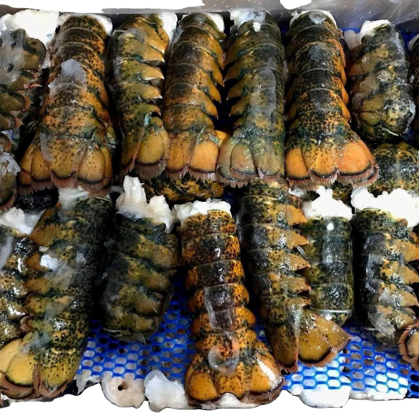 समुद्री भोजन ताजा और जमे हुए लॉबस्टर, जमे हुए लॉबस्टर, जमे हुए लॉबस्टर पूंछ ताजा Lobsters कनाडा