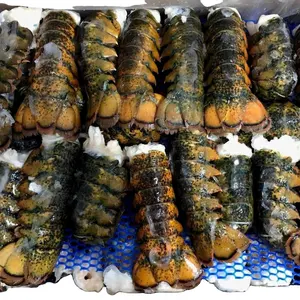 Seafood Fresh and Frozen Lobster, Frozen Lobster, Frozen Lobster Tails Fresh Lobsters Canadian