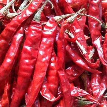 O menor preço Hot and Spicy Exportação Especiarias e Ervas Produtos Secos Chili Vietnam Atacado Dried Red Chili