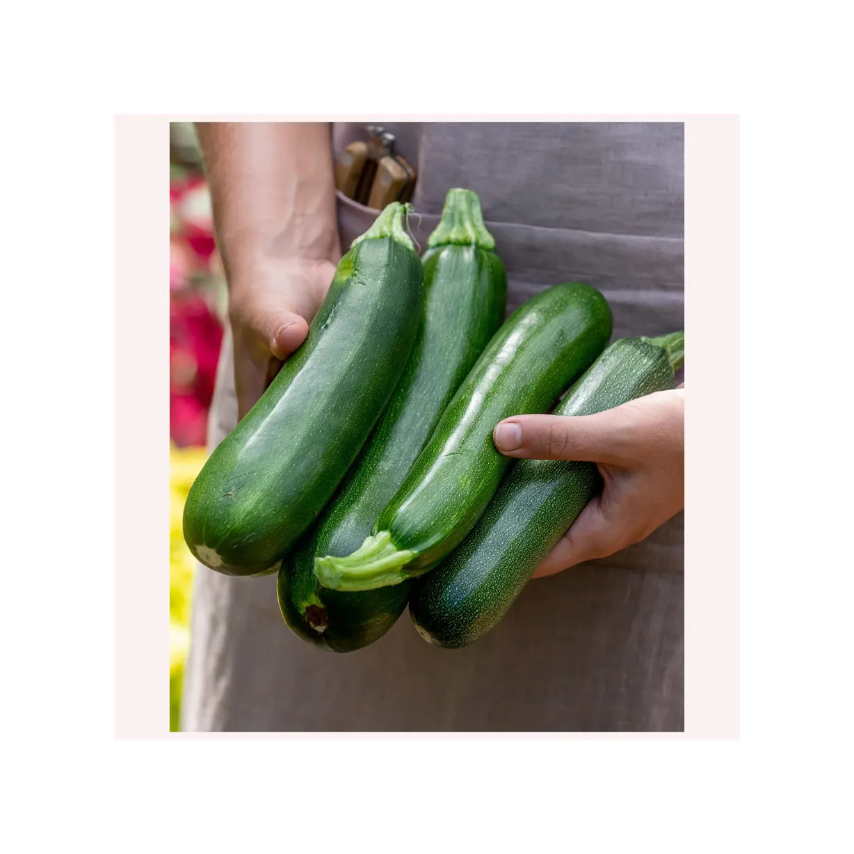100% natürlich gewachsene Bio-Frisch gurke Frisches Gemüse Zucchini-Kürbis für den Lebensmittels ervice für den Export