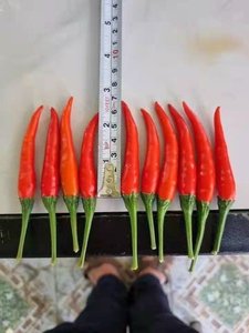 ベトナムのサプライヤーからのプレミアム品質の冷凍チリを手頃な価格でまとめて輸出 - Product Image 6