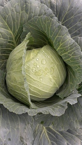 Số lượng lớn người mua hạnh phúc và bán lẻ sẵn sàng tươi Cải bắp từ Việt Nam nam cho nhà nhập khẩu và cho bán buôn (+ 84983028718) - Product Image 3