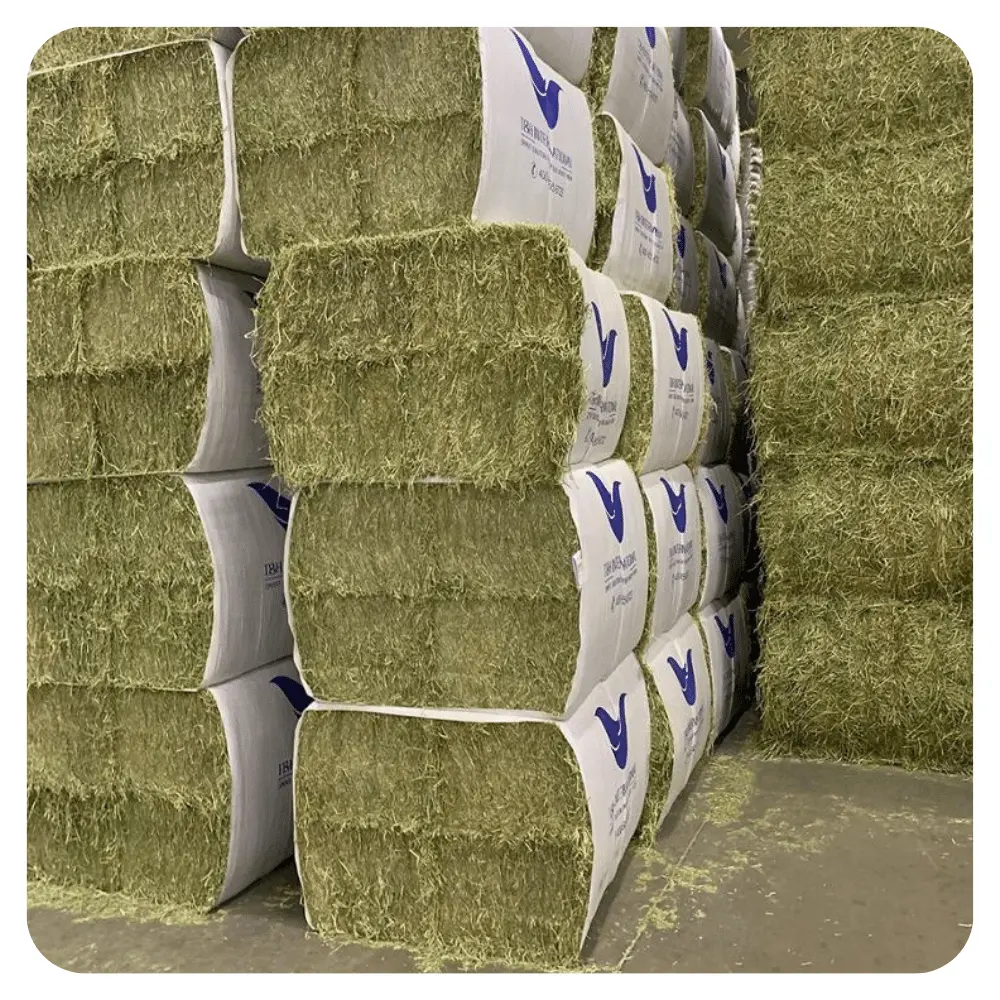 Alfalfa para la alimentación de animales para ganado vacuno y otros animales de granja gran calidad del fabricante alfalfa heno para la venta