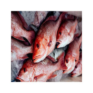 First Quality <strong>White</strong> Red Snapper <strong>Fish</strong> <strong>Food</strong> Grade 10kg Carton 27tons 15day Frozen king Snapper Fresh Snappers Red <strong>White</strong> <strong>Fish</strong> Price