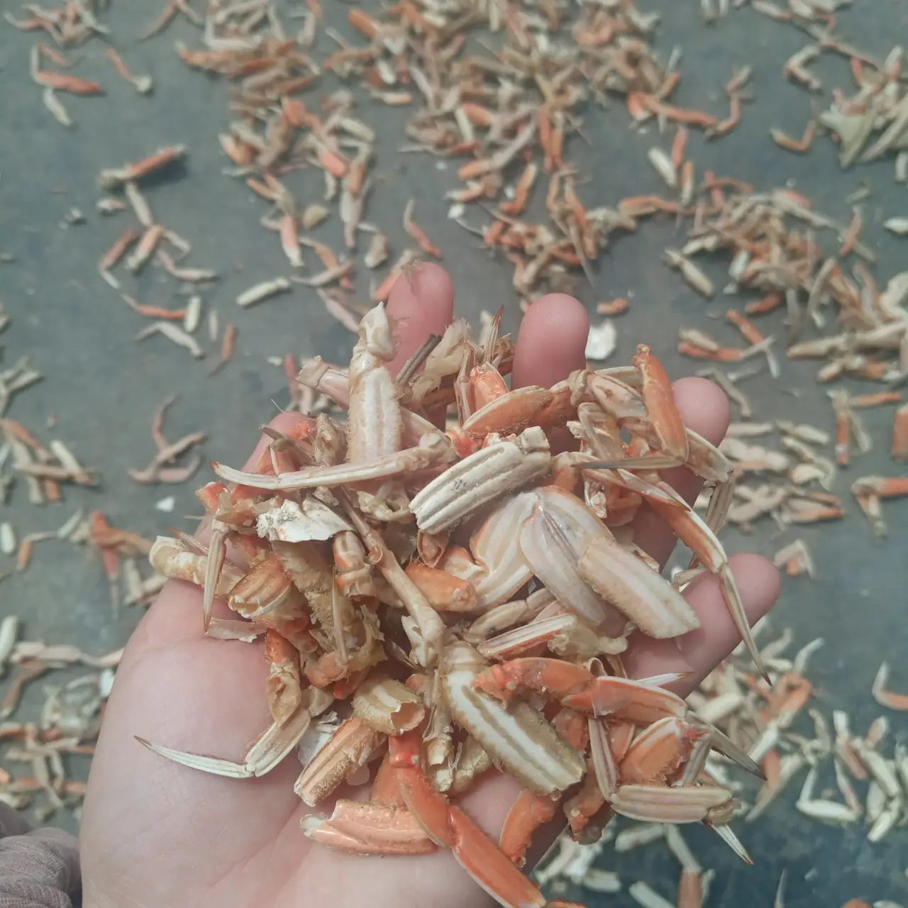 Poudre de coquille de crabe de haute qualité du Viet Nam avec le meilleur prix pour l'alimentation des animaux pour l'acheteur