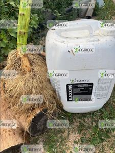 Blackking Hữu Cơ đất và phân bón lá Lỏng Công thức cho tăng cường Crop năng suất và tăng trưởng - Product Image 6