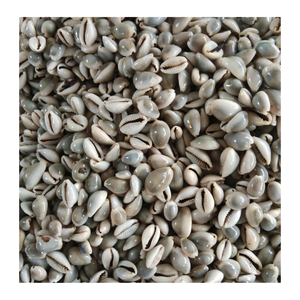 Decorative Cowrie <strong>Shell</strong> from Vietnam by 99 Gold Data for Craft Projects Gift Sets and Interior Design <strong>Shell</strong> - Product Image 1
