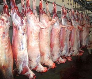 Top Quality <strong>USA</strong> Fresh Frozen Lamb Meat/ <strong>Halal</strong> Mutton for Sale - Product Image 2