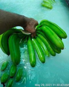 Plantain yeşil muz muz/taze yeşil Plantain
