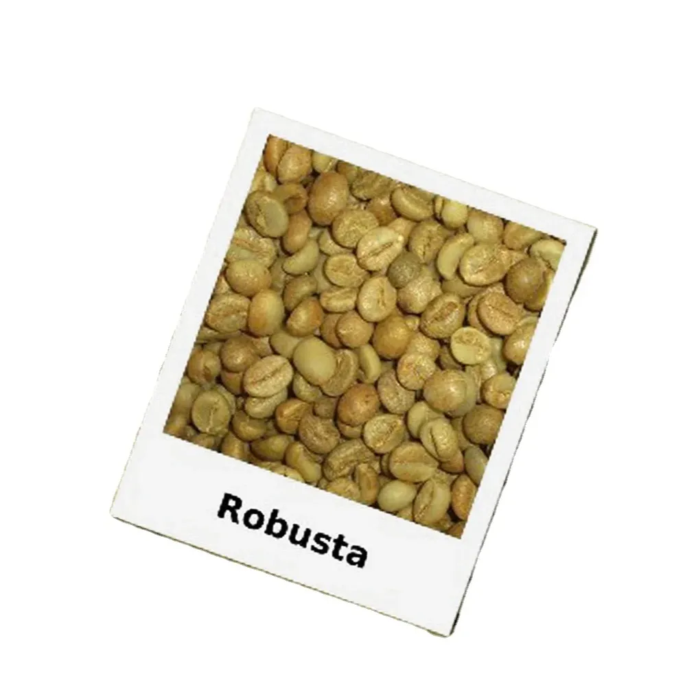 Grano de café verde Arábica de alta calidad para el mercado ROBUSTA COMMON La mejor calidad de los mejores exportadores de café