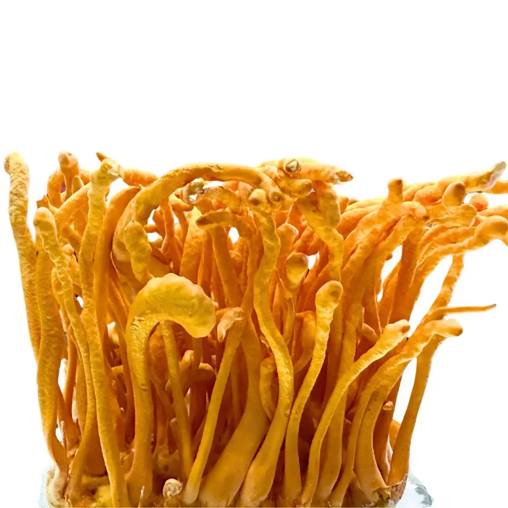 Cordyceps fresco, ingredientes crus para cozinhar e fazer chá, fornece nutrientes completos que são muito bons para o corpo