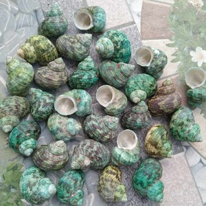 Elegant Turbo Burgess Seashells from Vietnam - Natural Polished <strong>Shells</strong> for Crafts, Animal Style Decor, and Art Projects - Product Image 6