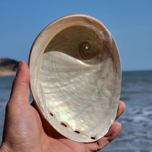 Неполированные большие количество натуральных морских ракушек для шалфея, размазывание по самой низкой цене, необработанные морские ракушки - Product Image 5
