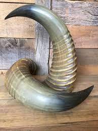 Authentic Rustic Buffalo <strong>Horn</strong> - Naturally <strong>Shaped</strong> and Perfect for Home Decor, Wall Displays, and Centerpiece Designs - Product Image 6