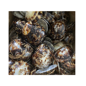 Premium deniz kabukları: rakipsiz fiyatlarla Limpet kabuğu, Murex Operculum ve salyangoz kabukları - Product Image 1
