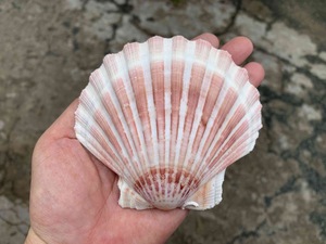 Toptan büyük doğal deniz kabukları deniz salyangoz kabukları beyaz tarak kabukları dekorasyon için Vietnam ihracat hazır - Product Image 2