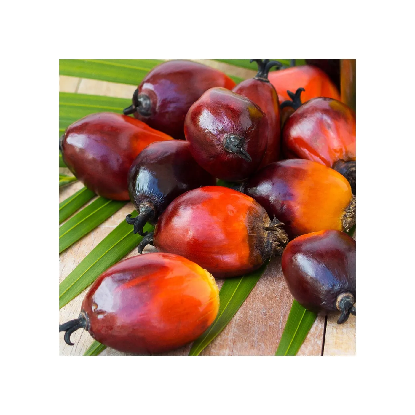 Pertanian Kualitas Tinggi Harga Murah ISPO 100% Purity Crude Palm Oil (CPO) untuk Memasak