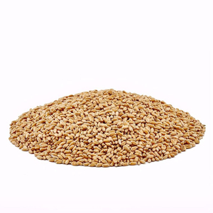 High Quality <strong>Wheat</strong> / <strong>Wheat</strong> Grain / Ukraine <strong>Wheat</strong> for Sale