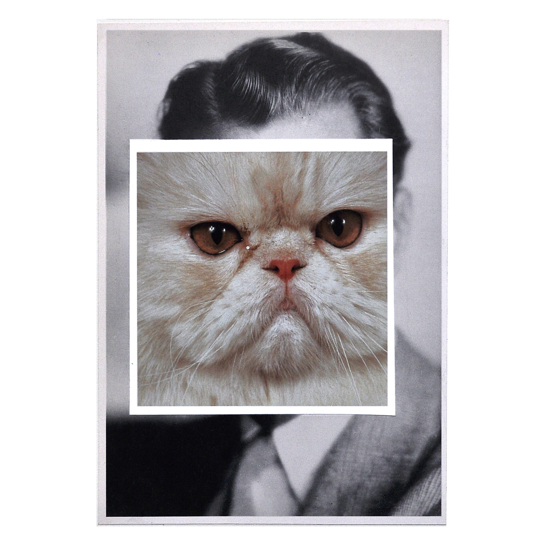 Cat face 3