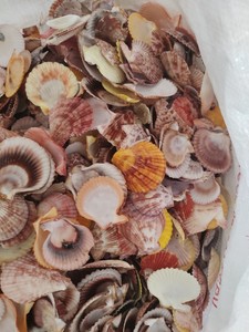 En çok satan deniz kabukları renkli deniz kabuğu ile karışık çeşitli boyutlarda Premium kalite deniz kabukları ihracat için ucuz fiyata - Product Image 3