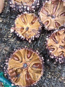 [2024] SEA URCHIN <strong>SHELL</strong> MANY COLOR AS BIG AS ONIONS for HANDICRAFTS BEST PRICE in the HIGH QUALITY <strong>MARKET</strong>. - Product Image 5