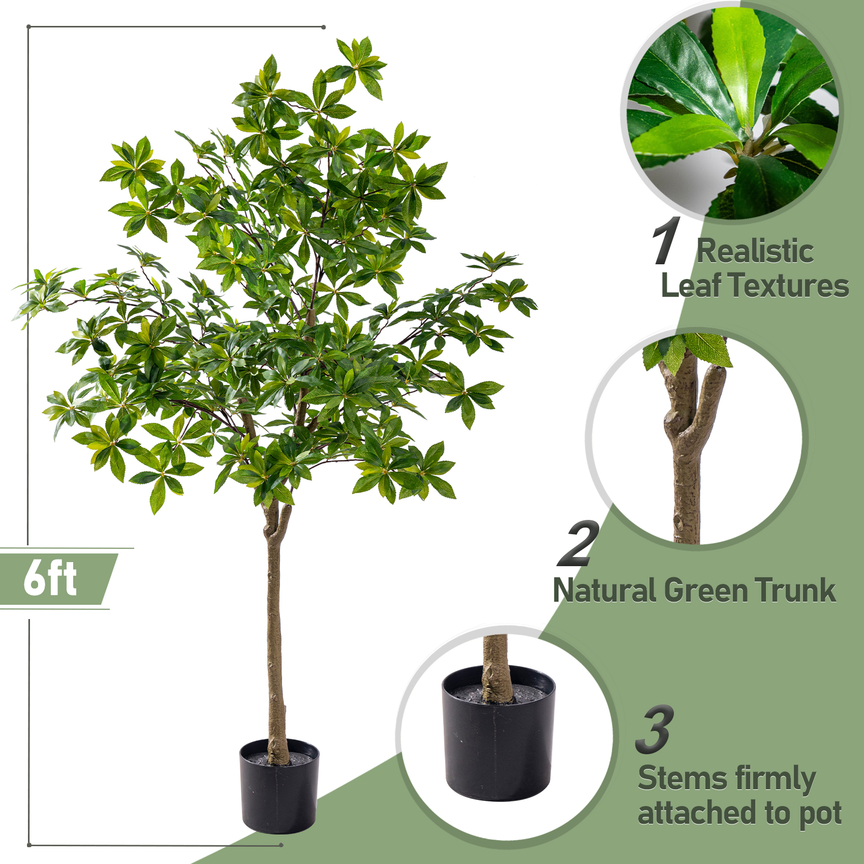 6ft / Pieris Tree Standard Green