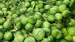 Frische grüne Kokosnuss Ein erfrischendes, nährstoff dichtes Getränk für einen gesunden Lebensstil