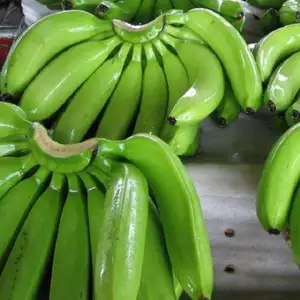 Fresh Cavendish Banana from Philippines High Quality Green Tropical Style Organic Color