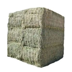 Alfafa Hay Dried Timothy Grass and <strong>Rhodes</strong> Grass Hay for Animal Feeding Baled Pig Cattle Horse Feed Various Styles Available