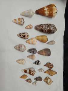 Çeşitli boyut ve şekillerde doğal deniz kabukları deniz kabuğu el sanatları için ideal ve deniz kabuğu tedarik mağazaları tarafından yeniden satış için - Product Image 2