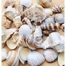 HANDCRAFTED SEASHELLS / SEA BREEZE VIBES / GIFT IDEAS / ORGANIC ELEMENTS - Product Image 3