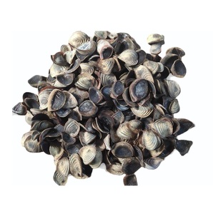 แห้ง murex operculum - Product Image 5