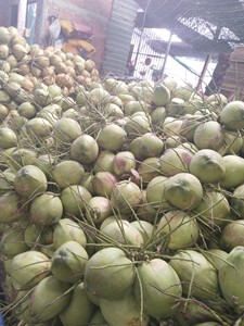 Noci di cocco vietnamite fresche Premium frutta fresca vietnamita dolce e nutriente - Product Image 3