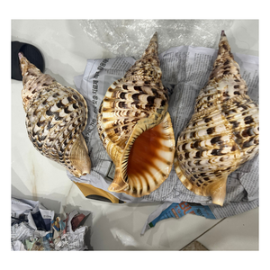 Premium Rare Snail <strong>Shell</strong> - Trumpet Charonis Tritonis Snail <strong>Shells</strong> for Aquarium Use With Best Price From Vietnam - Product Image 4
