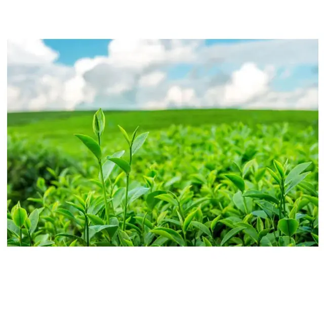 תה ירוק באיכות גבוהה תמצית אבקת חומר גלם תוצרת יפן עבור מזון בריאות ותוספי תזונה