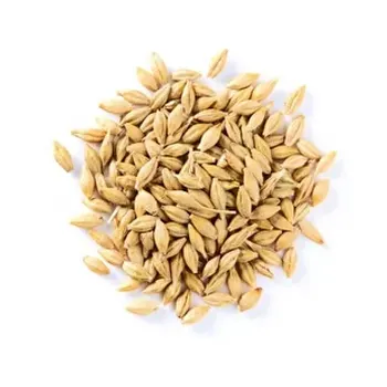 Cebada de alimentación al por mayor orgánico natural de primer grado alimentación animal cebada 50 Kg bolsa de embalaje semillas de cebada grano de cereal