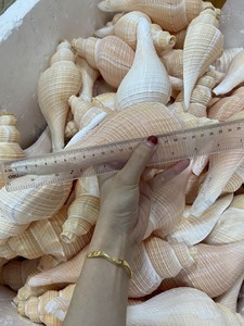 ベトナムの装飾的な天然混合seaShell/ Triton conch shell/輸出用シーシェル-ベトナムからロードする準備ができています - Product Image 3