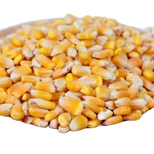 Mais bianco/mais (NON ogm) per il consumo umano/mais giallo, mais giallo essiccato, Popcorn, mais bianco in vendita