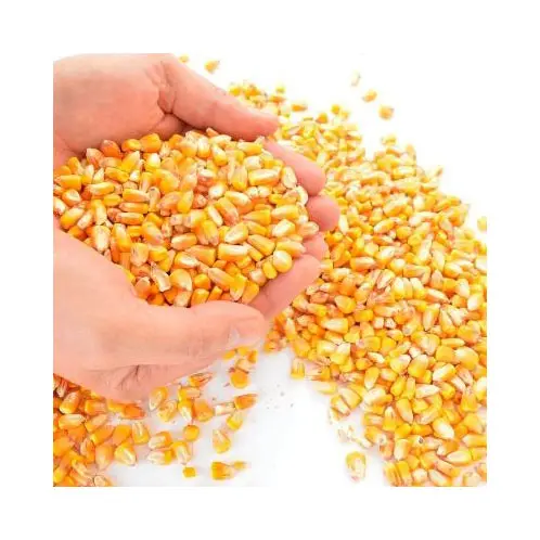 الذرة الصفراء/ الذرة لإطعام الحيوانات / الذرة الصفراء لإطعام الدواجن