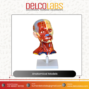 Öğrenciler için tıbbi bilim anatomik modeller İnsan kulak kalp beyin akciğerleri sindirim solunum sinir kafa dolaşım modeli - Product Image 2
