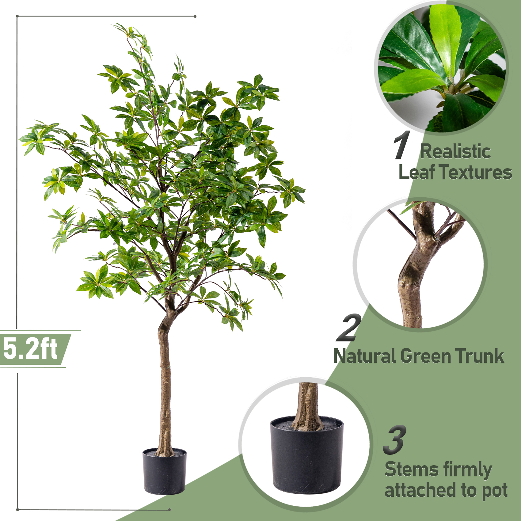 5.2ft / Pieris Tree Standard Green