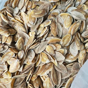 Wholesale Seashell Lid Cover Natural Murex Conch Operculum <strong>Shells</strong> for Export From Vietnam Factory - Product Image 5